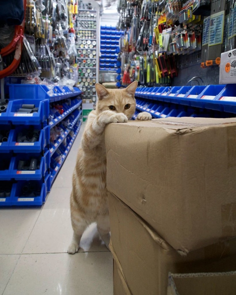 The Mustachioed Guard: The secret life of cats in Hong Kong stores The Mustachioed Guard: The secret life of cats in Hong Kong stores