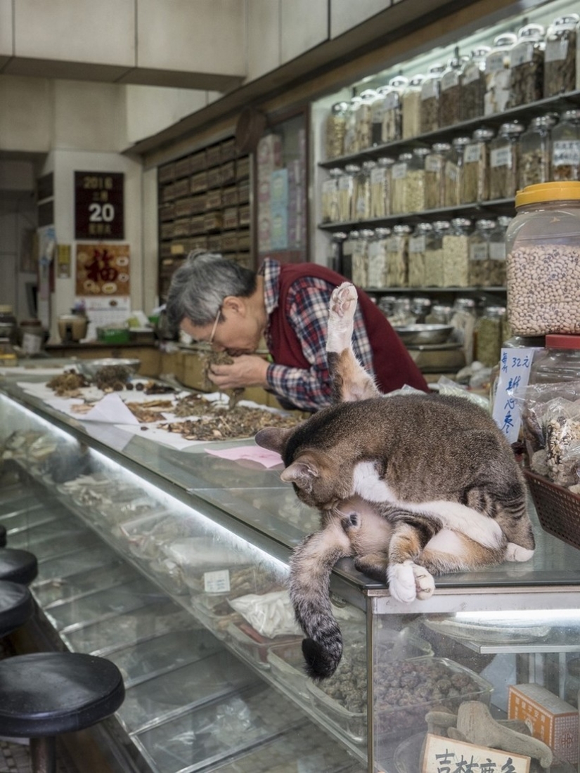 The Mustachioed Guard: The secret life of cats in Hong Kong stores The Mustachioed Guard: The secret life of cats in Hong Kong stores