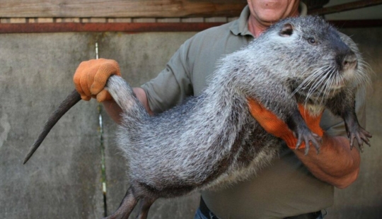 The Pacarana "Terrible Mouse" is a rare and affectionate animal from South America. The Pacarana "Terrible Mouse" is a rare and affectionate animal from South America.