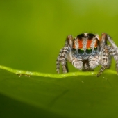 The Peacock Spider The Peacock Spider