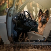 The perfect combination: dogs and vintage cars The perfect combination: dogs and vintage cars