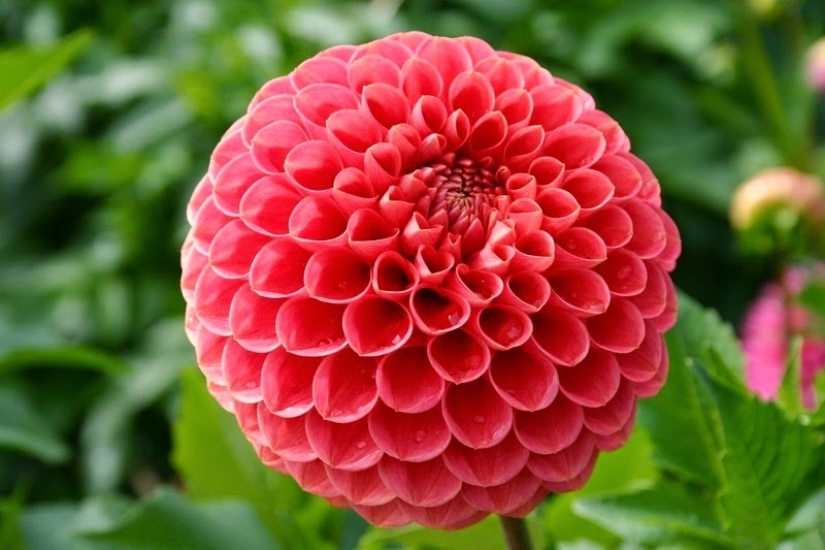 The perfectionist&#39;s Garden of Eden: plant geometry