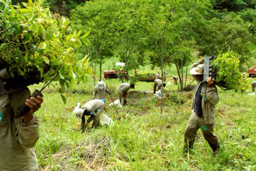 The photographer and his wife for 20 years has planted 2 million trees and regenerated the destroyed forest The photographer and his wife for 20 years has planted 2 million trees and regenerated the destroyed forest