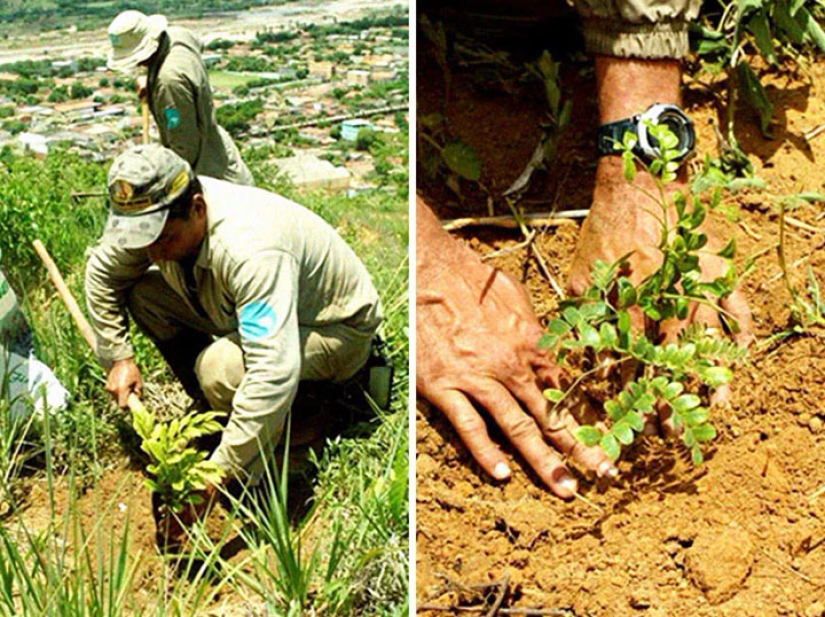 The photographer and his wife for 20 years has planted 2 million trees and regenerated the destroyed forest The photographer and his wife for 20 years has planted 2 million trees and regenerated the destroyed forest
