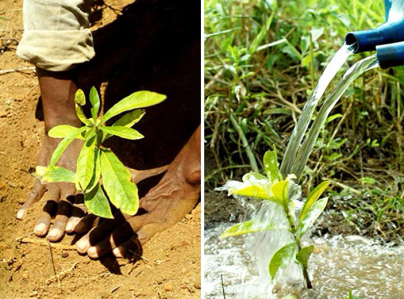 The photographer and his wife for 20 years has planted 2 million trees and regenerated the destroyed forest The photographer and his wife for 20 years has planted 2 million trees and regenerated the destroyed forest