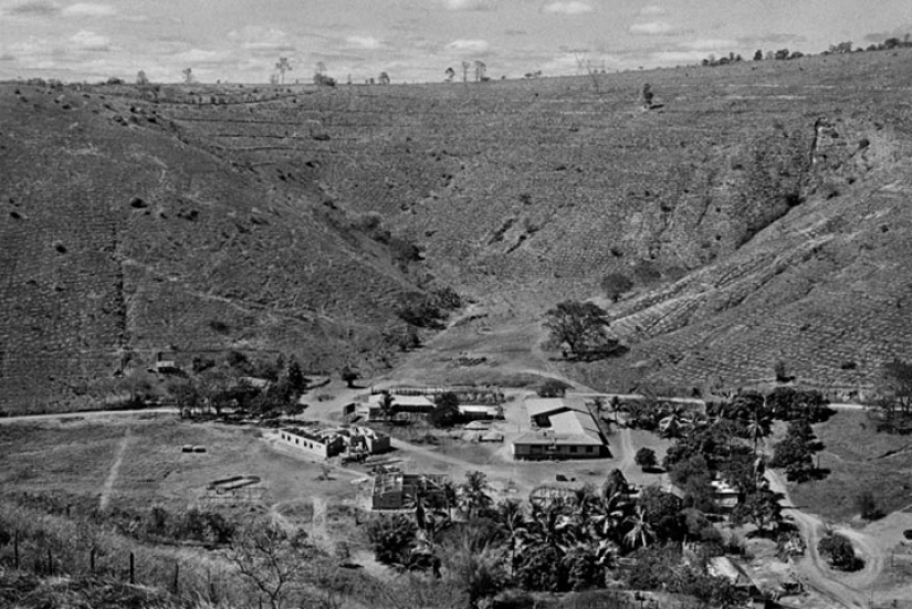 The photographer and his wife for 20 years has planted 2 million trees and regenerated the destroyed forest The photographer and his wife for 20 years has planted 2 million trees and regenerated the destroyed forest
