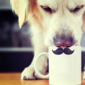 The photographic novel "The Nose"