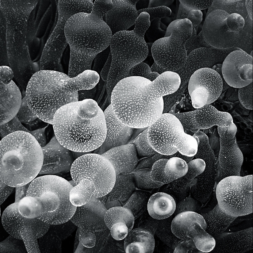 The poetry of black and white photography in the works of Hengka Koentjoro