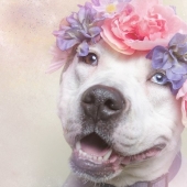 The Power of colors: the reverse side of Pit bulls The Power of colors: the reverse side of Pit bulls