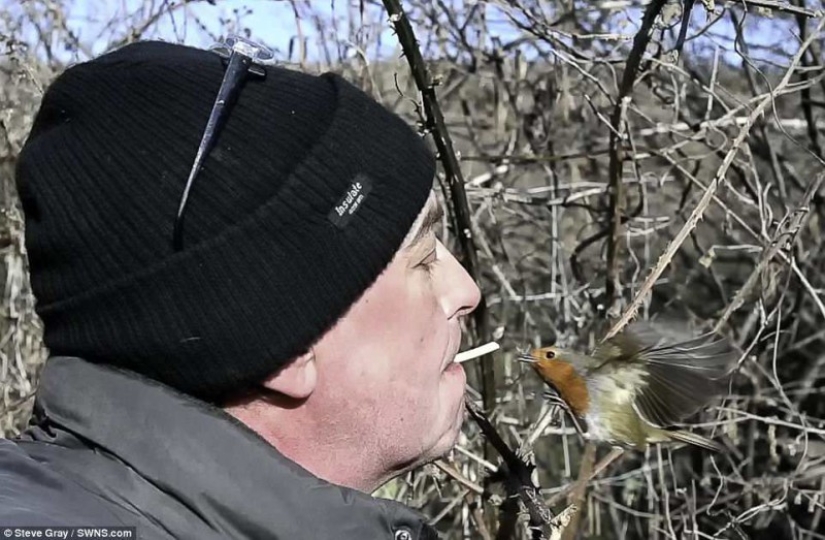 The real Dr. Doolittle: how the British became the master of the wild birds