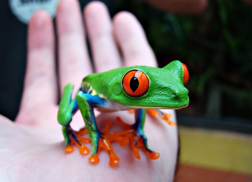 The red-eyed tree frog is an absolutely cartoonish frog.