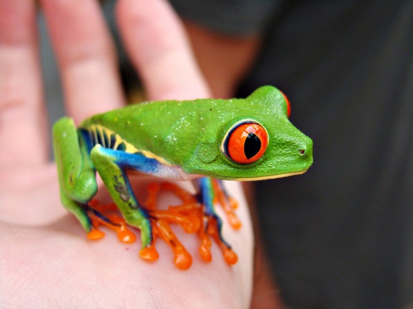 The red-eyed tree frog is an absolutely cartoonish frog.