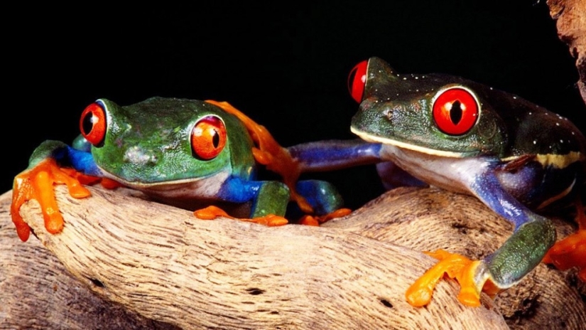 The red-eyed tree frog is an absolutely cartoonish frog.
