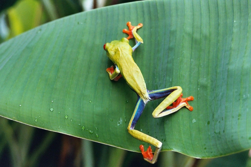 The red-eyed tree frog is an absolutely cartoonish frog.