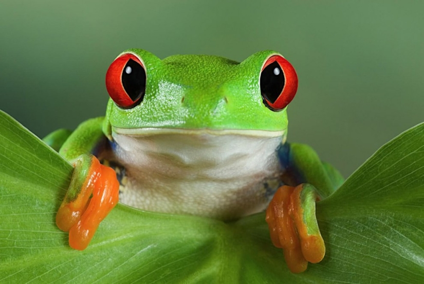 The red-eyed tree frog is an absolutely cartoonish frog.