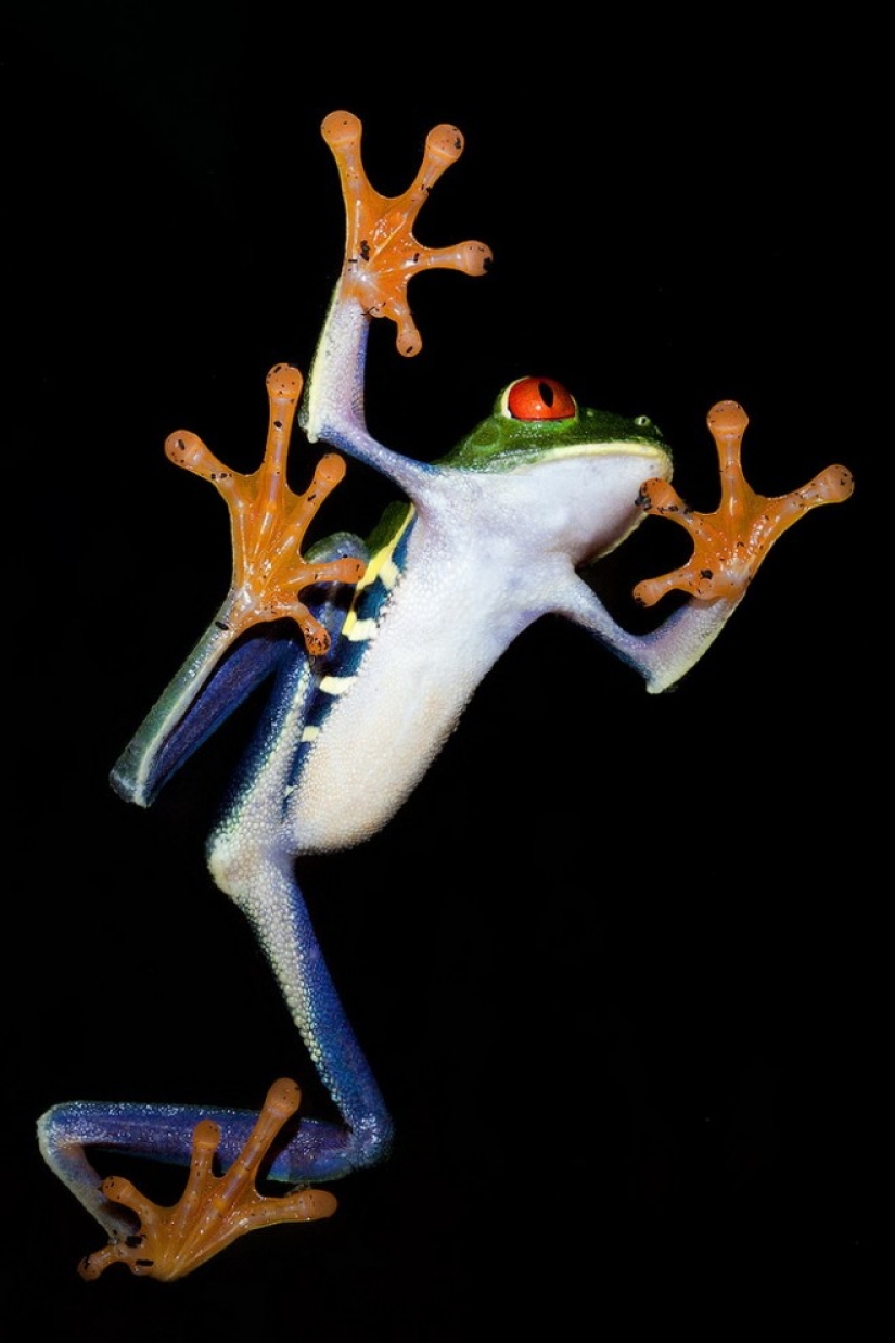 The red-eyed tree frog is an absolutely cartoonish frog.