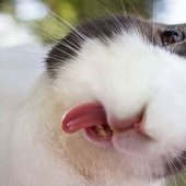 The secret life of Academician Landau: why the genius's wife put on display the most intimate