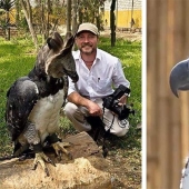 The South American harpy — a bird, the existence of which is hard to believe The South American harpy — a bird, the existence of which is hard to believe