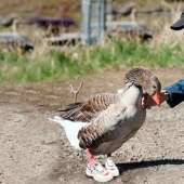 The story of Andy - a gray goose in children's sneakers The story of Andy - a gray goose in children's sneakers