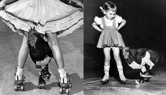 The story of Buster, the rooster who could rollerblade