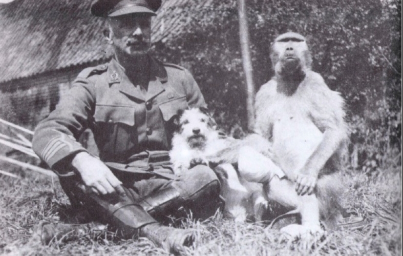 The story of Corporal Jackie — the most unusual hero of the First World War The story of Corporal Jackie — the most unusual hero of the First World War