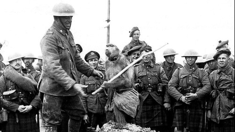 The story of Corporal Jackie — the most unusual hero of the First World War The story of Corporal Jackie — the most unusual hero of the First World War