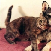 The story of Ginny, a dog with a heart of gold, who once became the "Cat of the Year" The story of Ginny, a dog with a heart of gold, who once became the "Cat of the Year"
