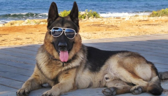 The story of Gunther IV, the richest dog on the planet The story of Gunther IV, the richest dog on the planet