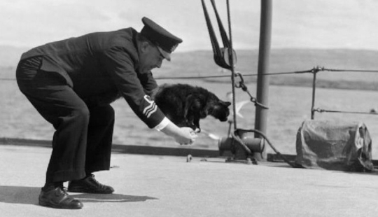 The Story of Unsinkable Sam, the Navy Cat Who Survived Three Ships