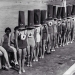 The strangest beauty contests in the history of mankind The strangest beauty contests in the history of mankind