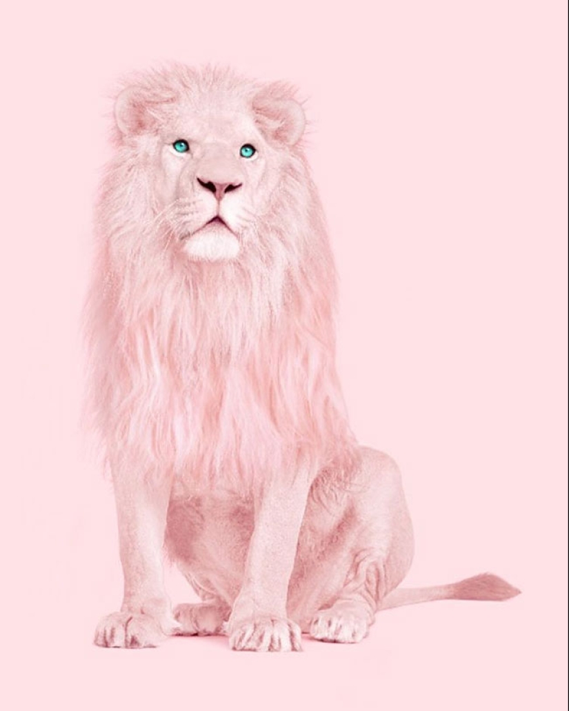 The surreal side of ordinary objects in the collages of the Mexican Paul Fuentes