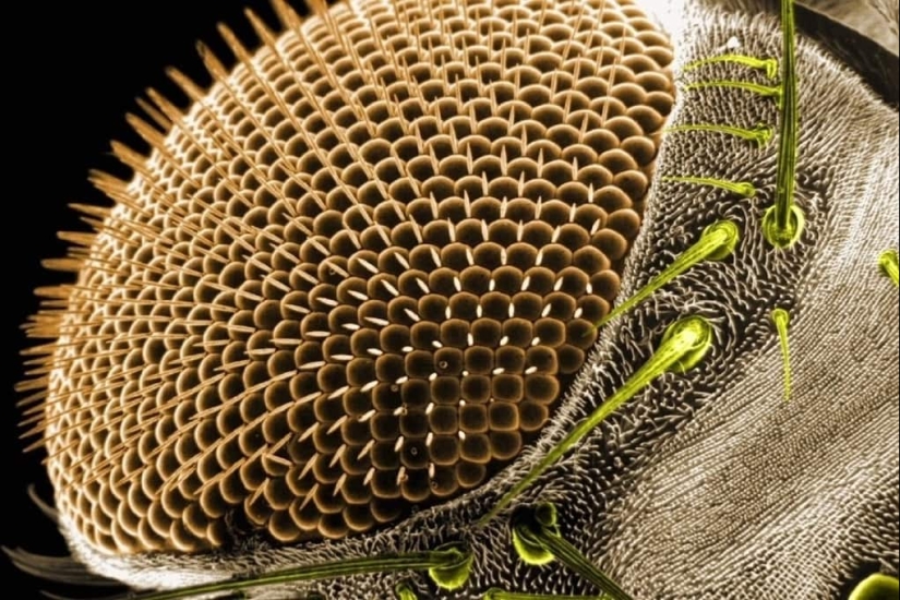 The tablets, Cola, paper: macro photos of familiar objects that you will be amazed