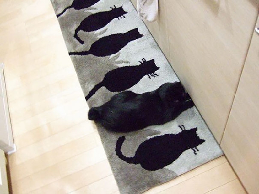 The third extra: masters of disguise, which even an Indian Sharp Eye will not find