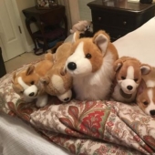 The third extra: masters of disguise, which even an Indian Sharp Eye will not find The third extra: masters of disguise, which even an Indian Sharp Eye will not find