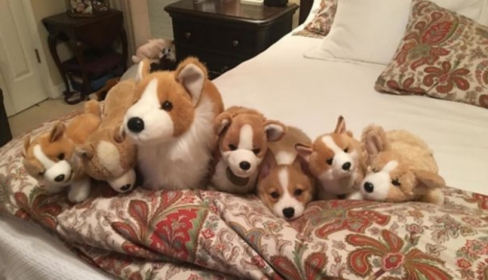 The third extra: masters of disguise, which even an Indian Sharp Eye will not find