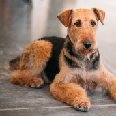 The Top 10 Most Beautiful Dog Breeds In The World, Based On Science, Have Been Named