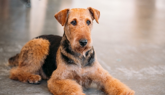 The Top 10 Most Beautiful Dog Breeds In The World, Based On Science, Have Been Named The Top 10 Most Beautiful Dog Breeds In The World, Based On Science, Have Been Named