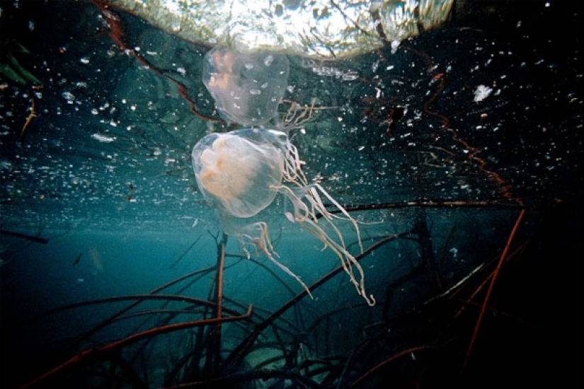 The touch of the "hand of death", or Why they bathe in pantyhose in the north of Australia