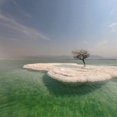 The Tree of Life: the secret of a lonely plant in the middle of the Dead Sea The Tree of Life: the secret of a lonely plant in the middle of the Dead Sea