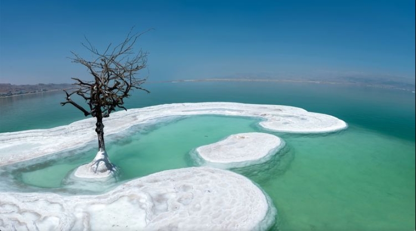 The Tree of Life: the secret of a lonely plant in the middle of the Dead Sea
