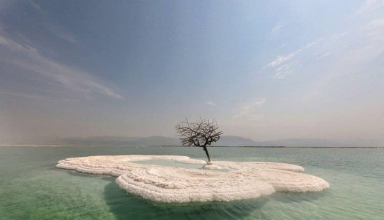 The Tree of Life: the secret of a lonely plant in the middle of the Dead Sea The Tree of Life: the secret of a lonely plant in the middle of the Dead Sea
