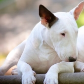 The truth and myths about bull Terriers — the most demonized dogs in the world The truth and myths about bull Terriers — the most demonized dogs in the world
