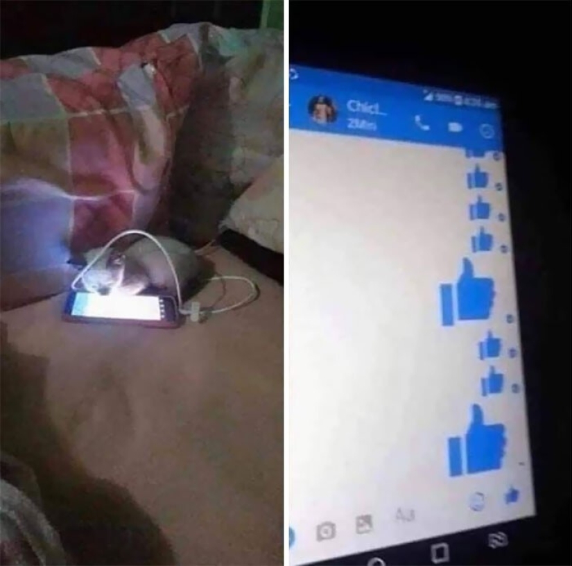 The very arrogance: cats who didn't care about the norms of good behavior