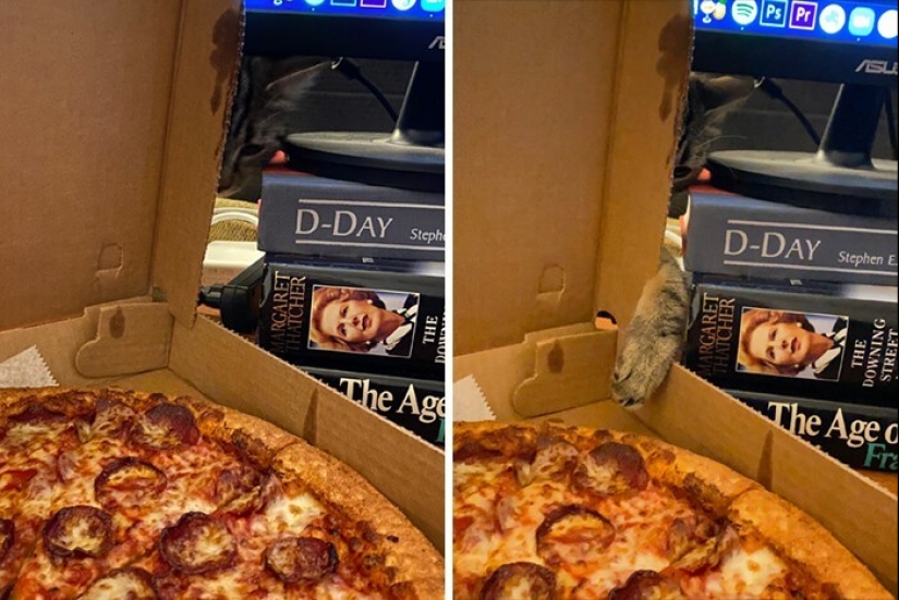 The very arrogance: cats who didn't care about the norms of good behavior