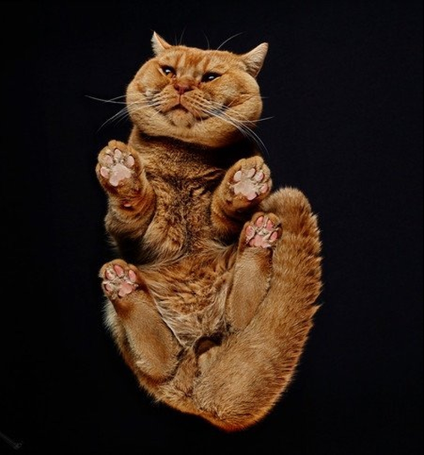 The view from below: a wonderful cat photos from an unusual angle The view from below: a wonderful cat photos from an unusual angle