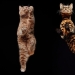 The view from below: a wonderful cat photos from an unusual angle The view from below: a wonderful cat photos from an unusual angle