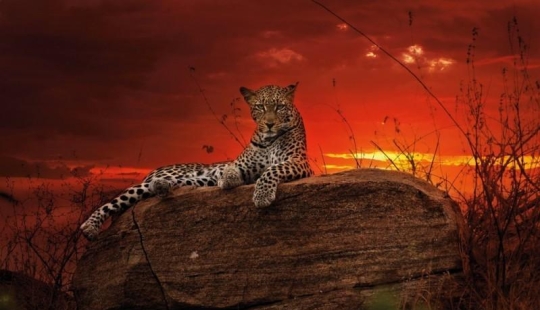 The Wild Side of Africa