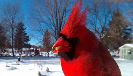 The woman baited the birds and makes stunning portraits while they eat The woman baited the birds and makes stunning portraits while they eat