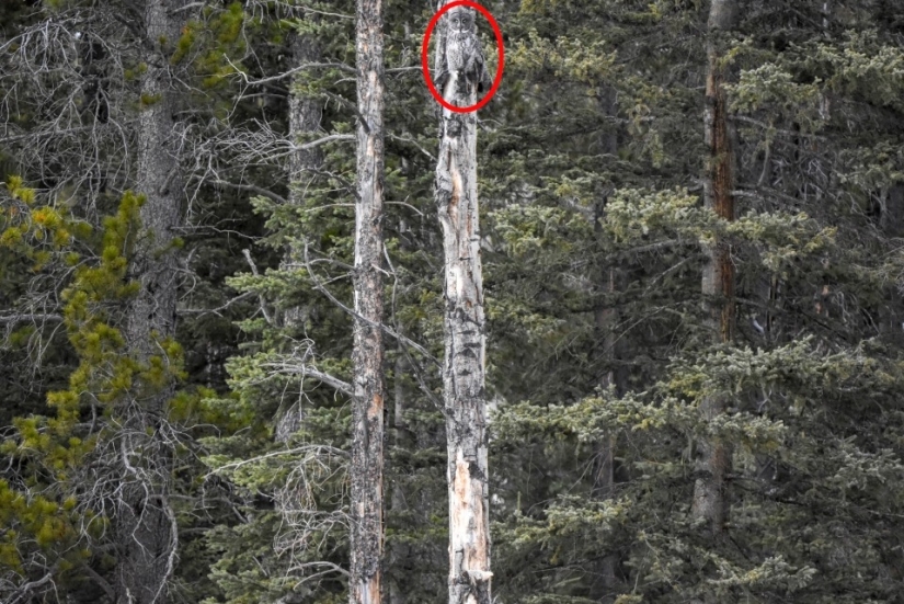 The wonders of disguise: can you find the animals that have hidden in the photos?