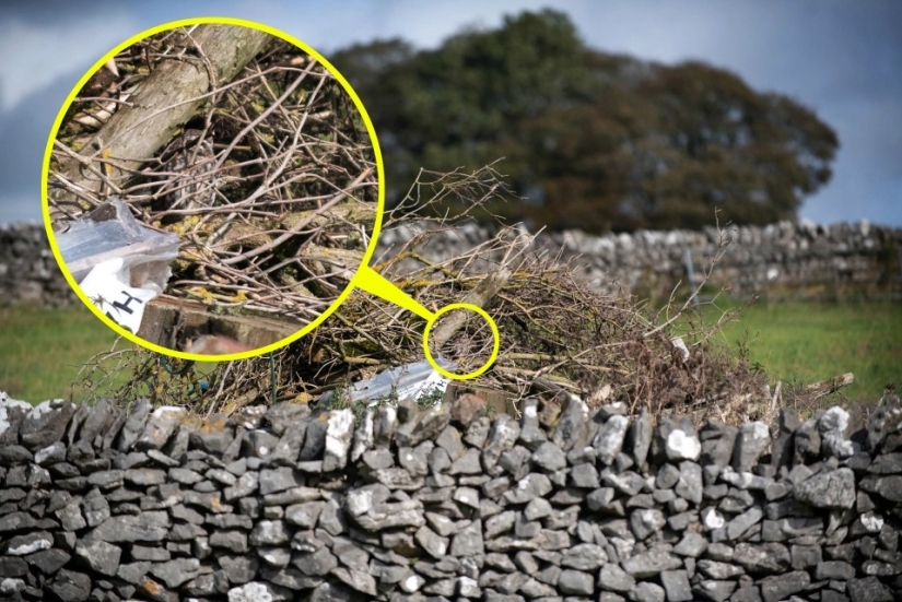 The wonders of disguise: can you find the animals that have hidden in the photos?